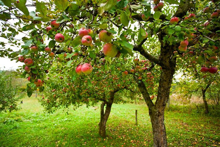 Planning A Small Home Orchard Co Op, Garden Apple Tree Varieties